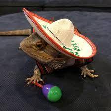 MY PET IS FAMOUS ( search up bearded dragon wering sombrero)