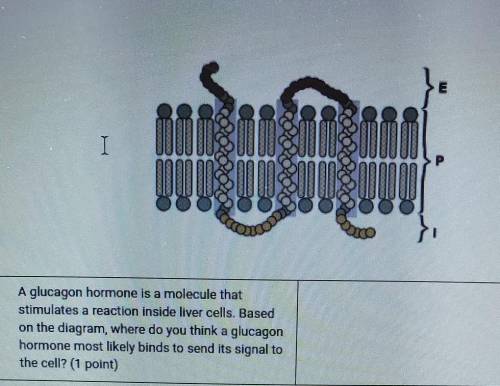 5. Membrane receptors are specialized proteins that take part in communication between the cell and
