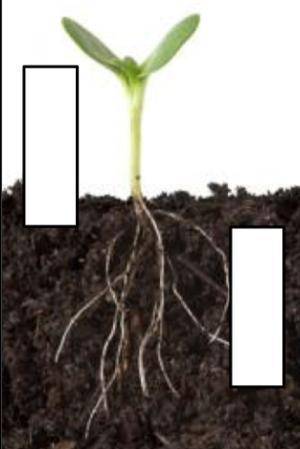 If you are asked to label the forces that affect the seedling in the image shown, which pair of wor