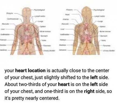 Where is the heart located 
-left 
-right