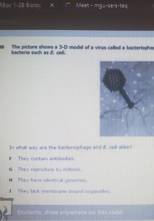 The picture shows a 3-D model of a virus called a bacteriophage. Bacteriophages can infect In what