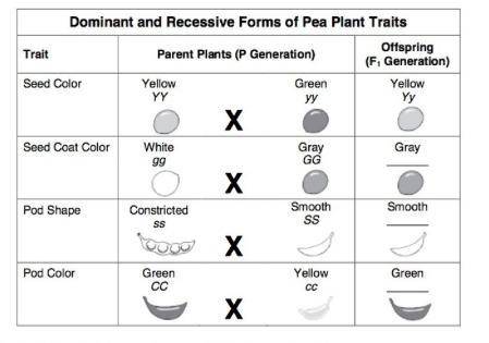 What would be the Genotype for the F1 Gray color seed coat?
A. gg
B. GG
C. Gg