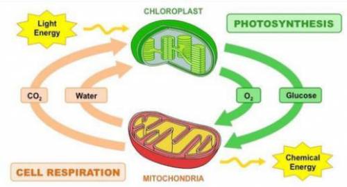What are the products of cellular respiration?