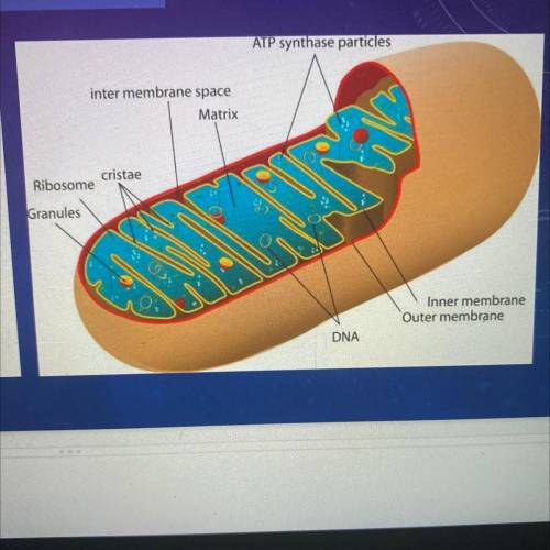 WHAT ORGANELLE IS PICTURED BELOW?