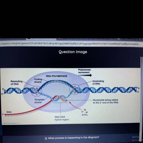 What process is happening in the diagram?

A)Mitosis 
B)Transcription 
C)Dna replication 
D)Transl