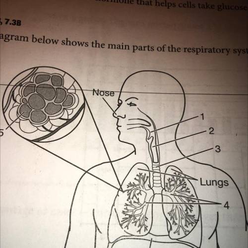 The diagram below shows the main parts of the respiratory system.

Nose
ch
3
Lungs
Diaphragm
Which