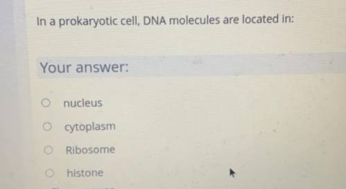 In a prokaryotic cell, DNA molecules are located in:

Your 
A) nucleus
B) cytoplasm
C) Ribo