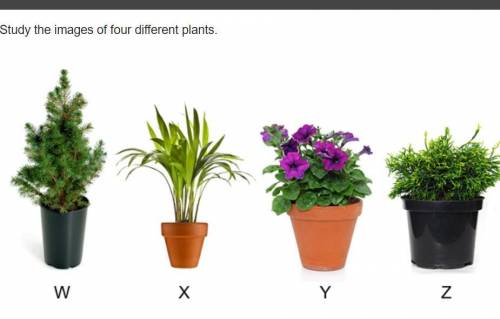 Study the images of four different plants.

Based on the observable shared characteristics, which