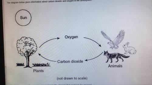 The diagram below gives information about carbon dioxide and oxygen in the atmosphere. Where is the