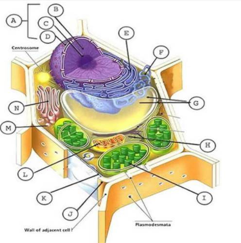 Help me please (What plant cell parts are the letters?)