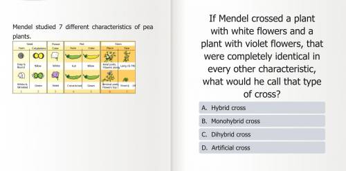 Mendel crossing plants problem :
which one is the answer and why?