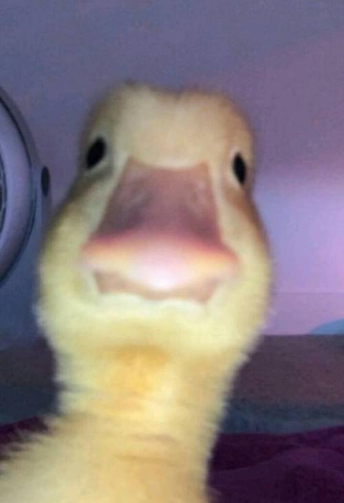 Do you guys like the duckie :^ here is free points