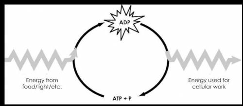 A student created the model of the ATP-ADP cycle shown below. How should the model be changed to ac
