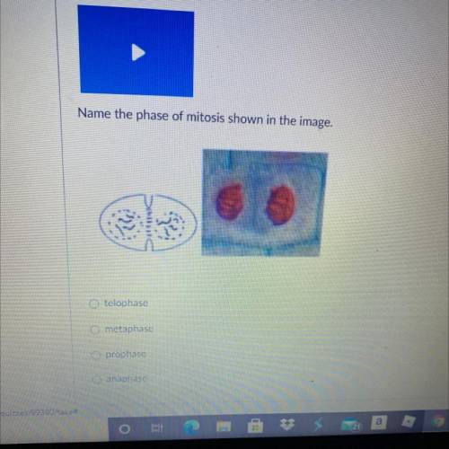 Name the phase of mitosis
