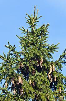 The image shows a spruce tree, which is a gymnosperm.

Which characteristic can be used to classif