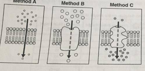 The diagram represents three sections of a cell membrane showing three different methods involved i