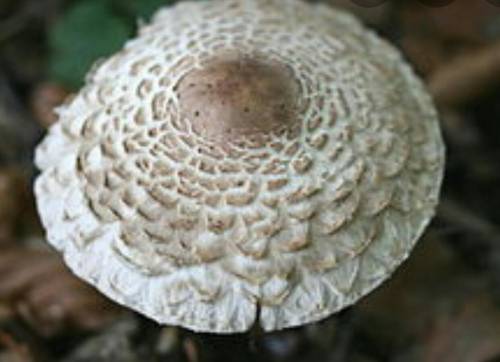 I will give brailiest to the first person who can get this question correct

What mushroom is it?A