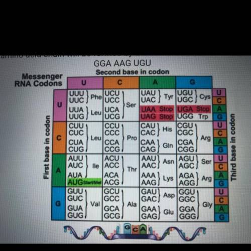 Please help!

Which amino acid chain will be formed by the codons shown below?
A. Glu Lys Cys
B. G