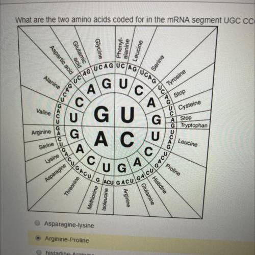 What are the two amino acids coded for in the mRNA segment UGC CCG