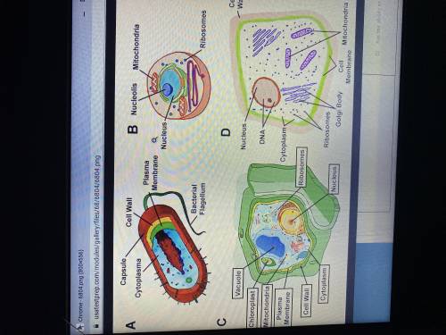 Which Picture in the diagram would be described as a prokaryote ?