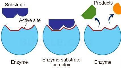 Do Now: Based on the image below, do you think the substrate is being digested or synthesized? (loo