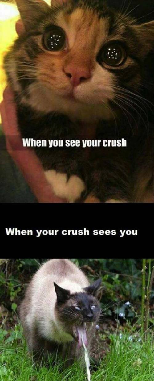 Cat memes to chear people up :)