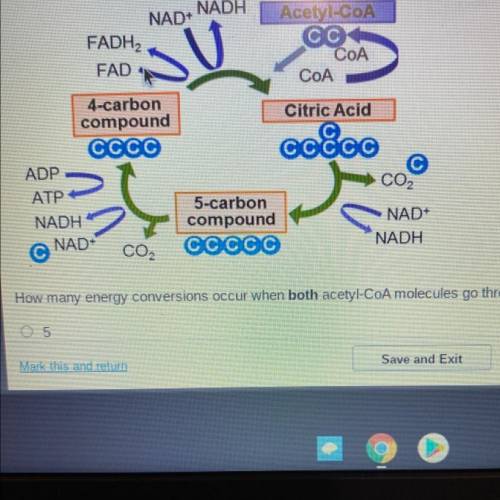 The diagram below shows the energy conversions of the Krebs cycle, which is part of cellular respir