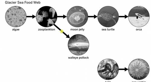Writing an Argument About the Moon Jelly Population Increase