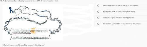 Part of an important cellular process involving a DNA strand is modeled below

What is the purpose