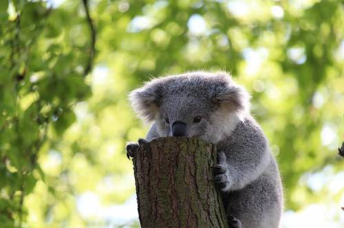 I Friend= i prayer for Koala