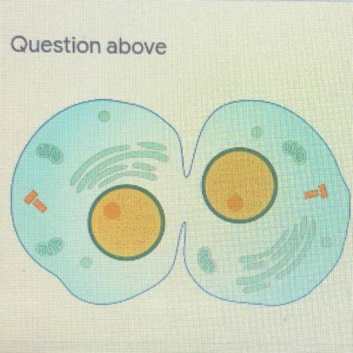 Look at the image below. Which of the following is taking place? *
 

O Cytokinesis in an animal ce