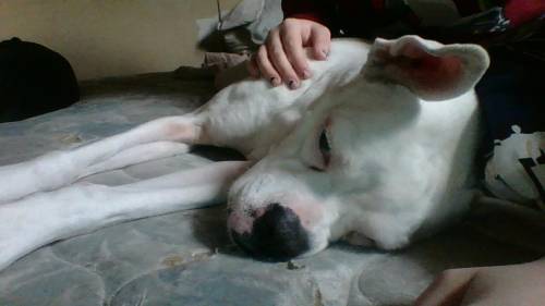This is powder she is a deaf american boxer c: