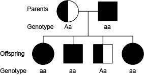 Cystic fibrosis is a recessive gene disorder. The pedigree chart for a family known to have cystic