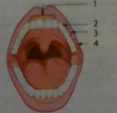 1. look ar the picture and write the correct numbers. also lable the teeth in the picture.

a, the