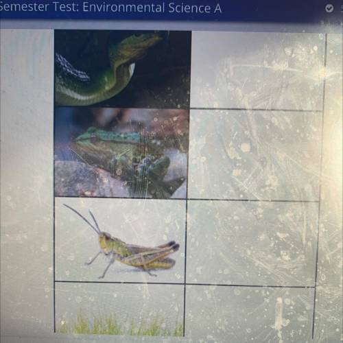 Drag each label to the correct location on the image.

A simple food chain consists of grasshopper