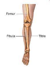 Help me please...

The image below shows three bones in the leg: the femur, the fibula, and the ti