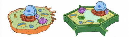 Below are models of two types of cells. Which of the following structures are common to both cell t