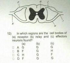 BRAINLIEST ANSWER THIS ONLY ONE MCQ AND I AM GIVING 13 POINTS FOR IT.!!