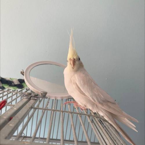 Someone help my sisters cockatiel won't get on my finger to go into the cage and I have somewhere t