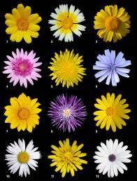 20 points and brainlest.

Using the image below, identify three ways that flowering plants can spe