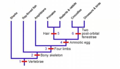 TRUE or FALSE: Hair evolved after the common ancestor of primates/rodents & rabbits and crocodi