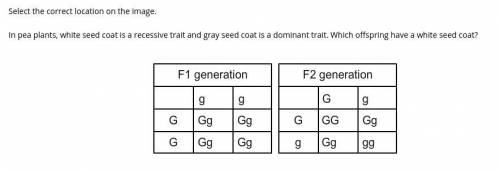 Select the correct location on the image.

In pea plants, white seed coat is a recessive trait and