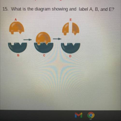 15. What is the diagram showing and label A, B, and E?