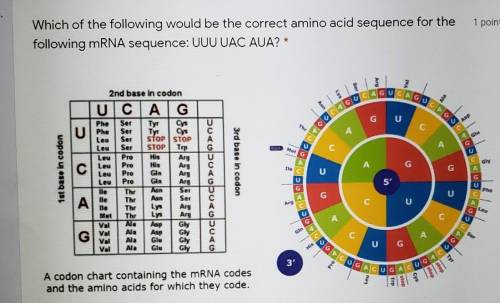 Which of the following would be the correct amino acid sequence for the following mRNA sequence: UU