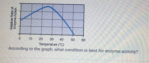 According to the graph, what condition is best for enzyme activity?

O A. A temperature above 30°C