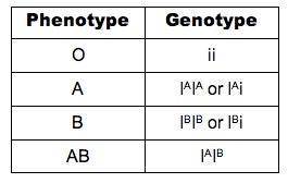 4. People can have 4 different types of blood: A, B, AB, and O. Blood type is a codominant trait. U