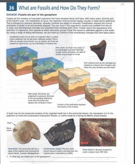 1. In what way are fossils part of the geosphere?

3. What three principles of stratigraphy are ev