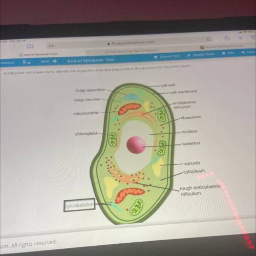 In the plant cell shown here, identify the organelles that also play in the role structure for the