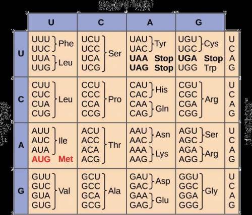 A sequence of RNA is shown below:

5′ AUG GGG AAG UGU UGG 3′
Using the codon chart, what is the se