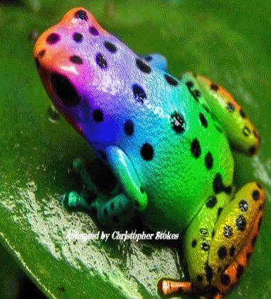 I have a suggestion can we please make frogs the new lgbtq+ mascot